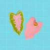 Pin caladium