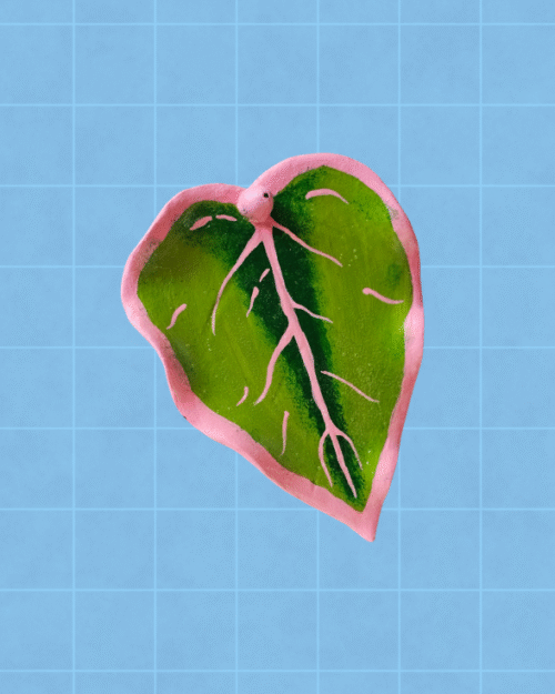 Porta incienso caladium